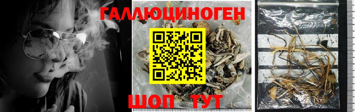 Псилоцибиновые грибы Psilocybine cubensis Знаменск